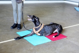 Picture of 3-legged Greyhound in class
