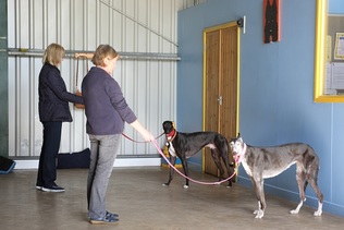 Picture of Greyhounds and owners in class