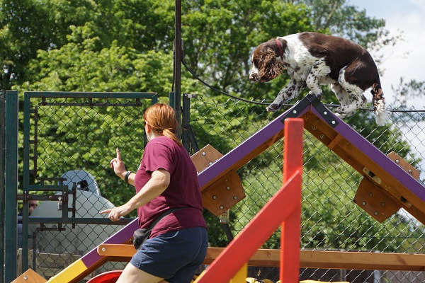 Picture of dog & human doing Agility